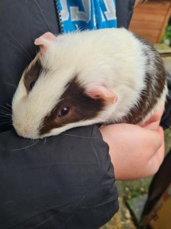 Image 4 of Mr Guinea Pig looking for a home