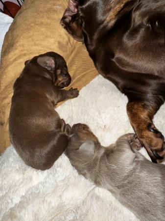 Image 2 of Isabella Tan and chocolate tan miniature dachshund pups