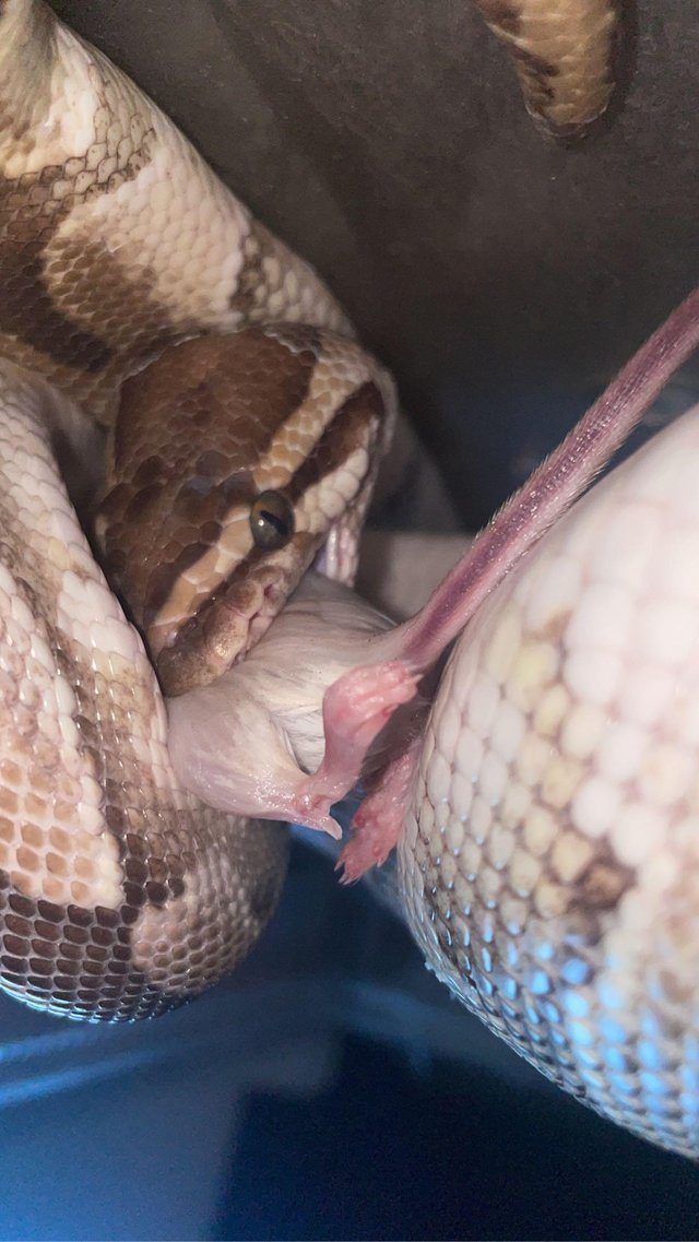 Preview of the first image of 8 year old female balled python for sale.