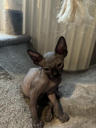 Image 17 of 2 sphynx kittens ready now for loving homes