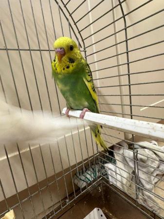 Image 1 of Beautiful baby budgies for sale