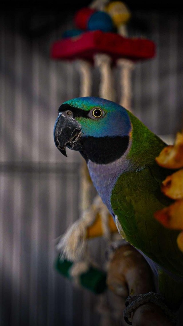 Preloved birds discount