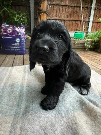 Image 1 of beautiful cocker spaniel puppies for sale