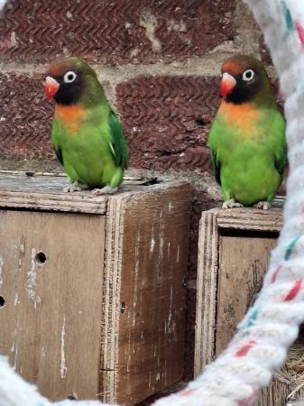 Image 2 of Unrelated already paired lovebirds all aviary bred
