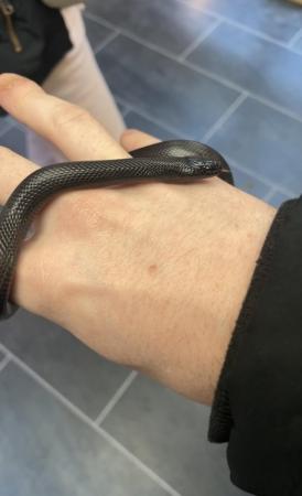 Image 4 of Baby Mexican black king snake