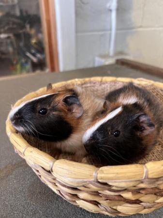 Image 3 of Bonded pair of guinea pig brothers
