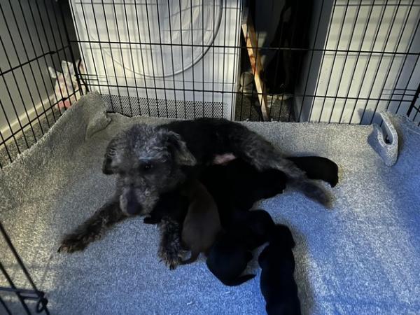 Image 2 of Bedlington terrier puppies ready to leave now