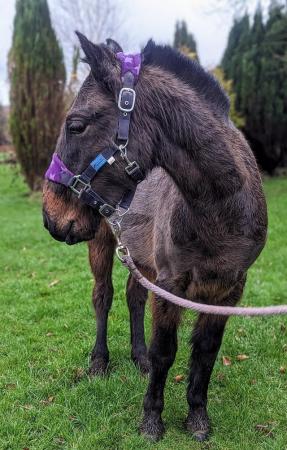 Image 2 of Sweet Bay Dartmoor Hill Pony filly