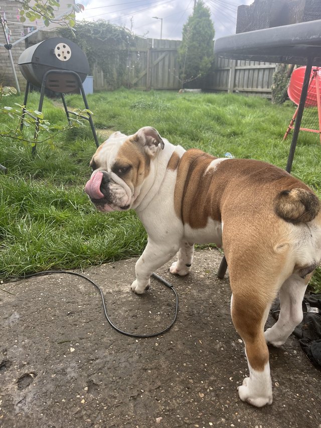 Preview of the first image of 18 months girl english bulldog.
