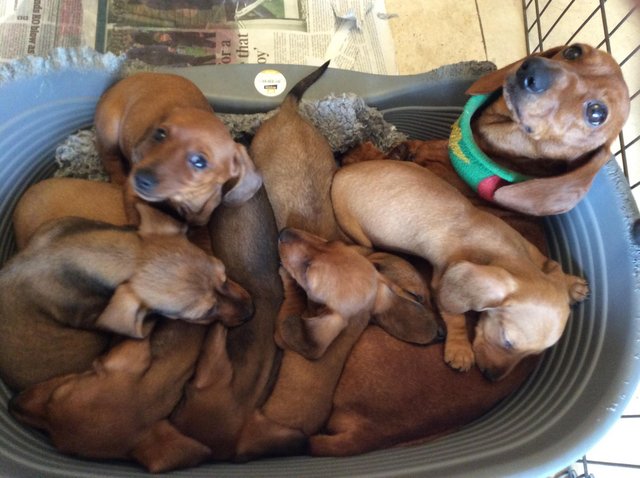 Preview of the first image of KC Miniature Dachshund puppies, PRA clear.