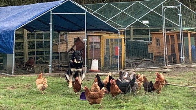Image 1 of WANTED - Chickens for rehoming