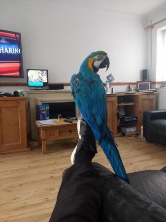 Image 1 of rehoming for parrots , all Macaws, cockatoo,conure, rin