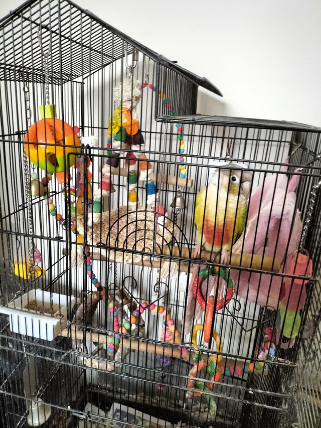 Preview of the first image of Conure and cage............