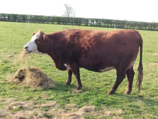 Image 3 of Hereford x Dexter cow with heifer calf at foot
