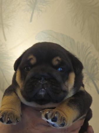 Image 19 of English Bulldog Puppies, Blue & Tan, Blue & White For Sale