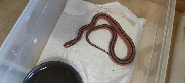 Image 1 of Thai bamboo ratsnake hatchlings x3 for sale