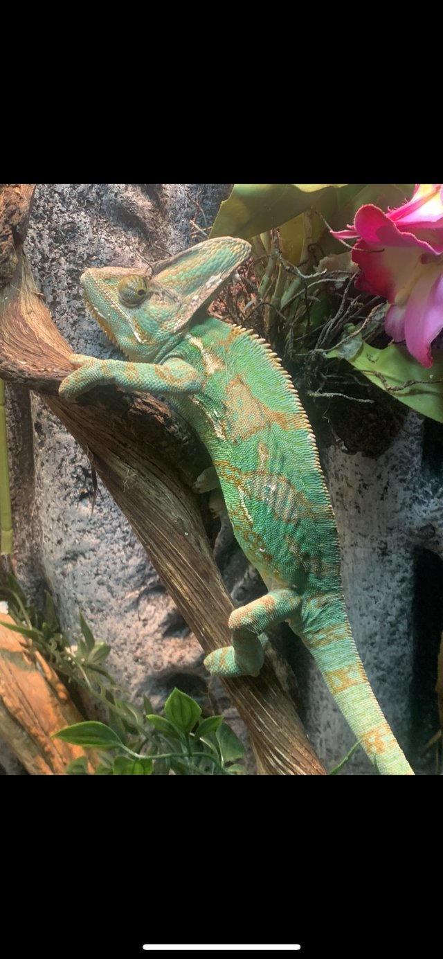 Preview of the first image of Male and female Yemen chameleons.