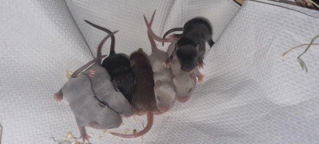 Image 6 of Variety of Mice FROM 8 Weeks