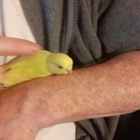 Image 4 of Beautiful baby hand tame budgies for sale