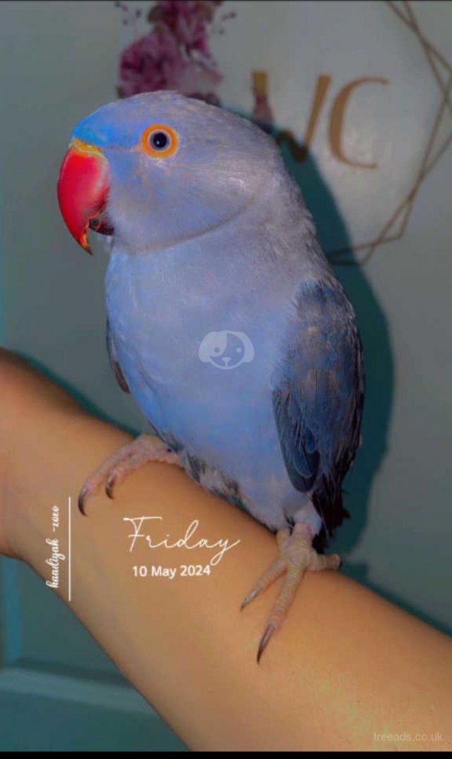 Preview of the first image of Beautiful tame Young Ringnecks parrot ??.
