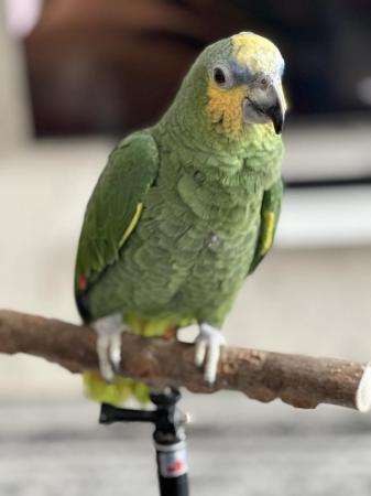 Image 7 of Beautiful Orange Winged Amazon Parrot tame with cage