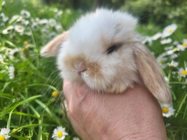 Image 8 of Reserved Baby Mini Lop Buck For Reserving (2)