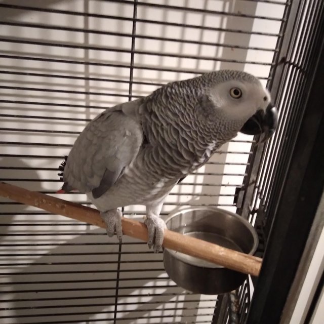 Preview of the first image of African Grey Parrot Active and Friendly.