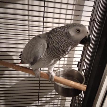 Image 1 of African Grey Parrot Active and Friendly