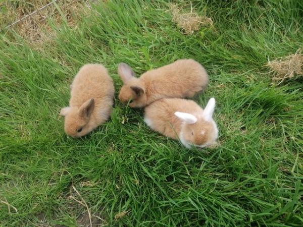 Image 5 of Mini Lops Rabbits for sale