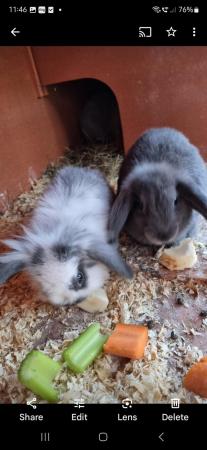 Image 4 of Lionhead Rabbits. Babies and adults available