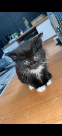 Image 2 of STUNNING BLACK AND WHITE KITTEN FOR SALE