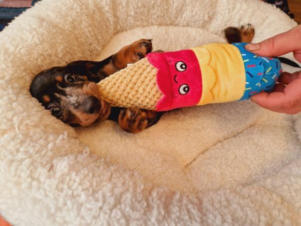 Image 5 of Lovely standard dachshund boy puppies