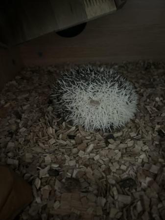 Image 3 of Male hedgehog 10 months old