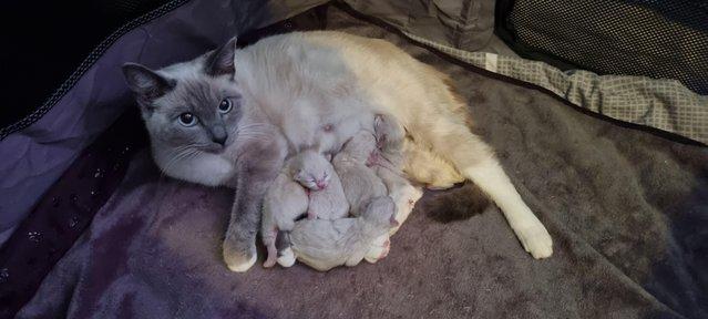 Image 8 of Pure breed ragdoll kittensready 11th June