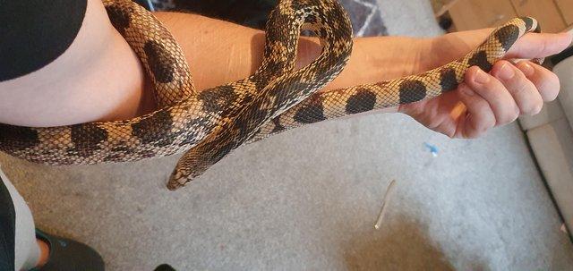 Preview of the first image of Adult Female Pine Snake Het Hypo.