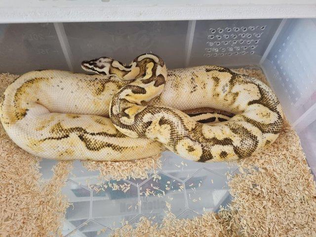 Preview of the first image of CB21 female super pastel super disco sugar ball python.