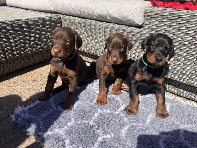 Preview of the first image of Doberman Puppies - 3 handsome Boys.