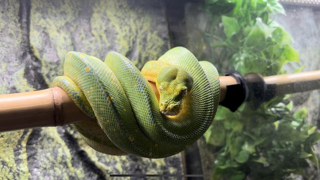 Image 5 of Green Tree Python (Blue Line) CB20 from Kent’s Chondro’s