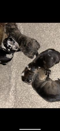 Image 2 of 11 week old Serbien mastiff puppies