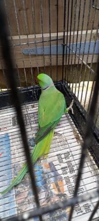 Image 1 of Male Ringneck for sale £110