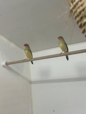 Image 3 of 2 pairs of star finches