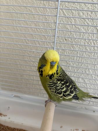 Image 1 of 2 Budgies for Sale - with cage, feed, toy
