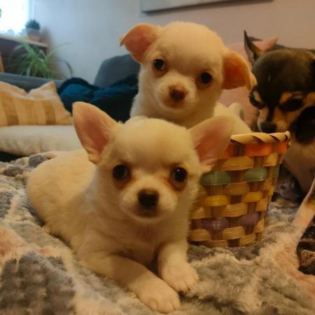 Image 3 of Xxs Chihuahua Puppies - Porthmadog