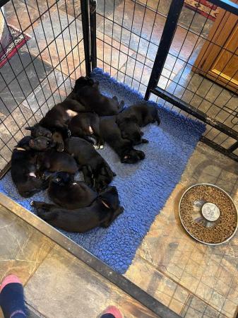 Image 5 of NOW ALL SOLD!!! Labrador cross border collie pups