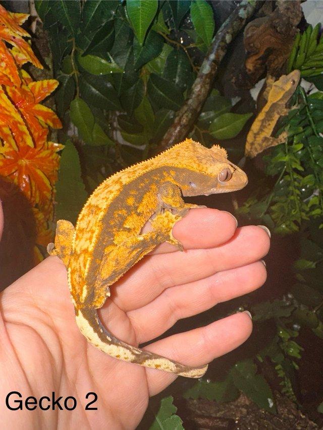 Preview of the first image of Crested Geckos for sale collection from Chingford..