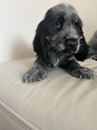 Image 9 of Kc show cocker spaniels blue roan puppies ready to leave