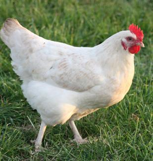 Preview of the first image of Amber Hybrid chickens at Point of Lay.