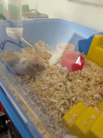 Image 5 of 8 week old Syrian hamsters  2 Little boys