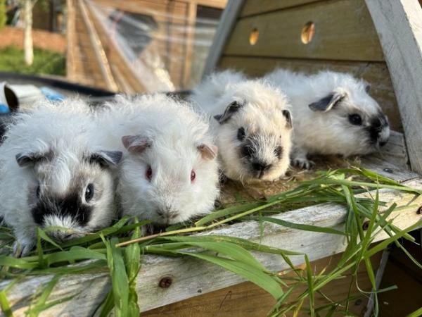 Image 1 of 6 week old Californian scruffy guinea pigs
