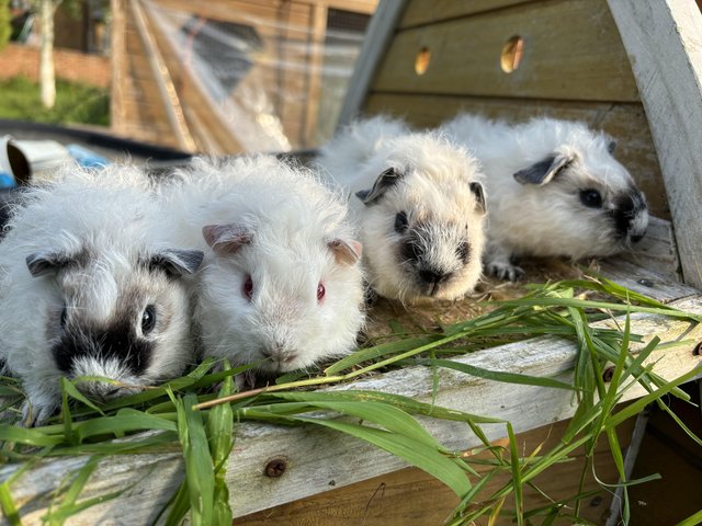 Preview of the first image of 6 week old Californian scruffy guinea pigs.
